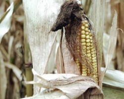 Drought-Stressed Corn