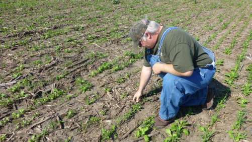 Farmer Brad Hagen inspects cover crops